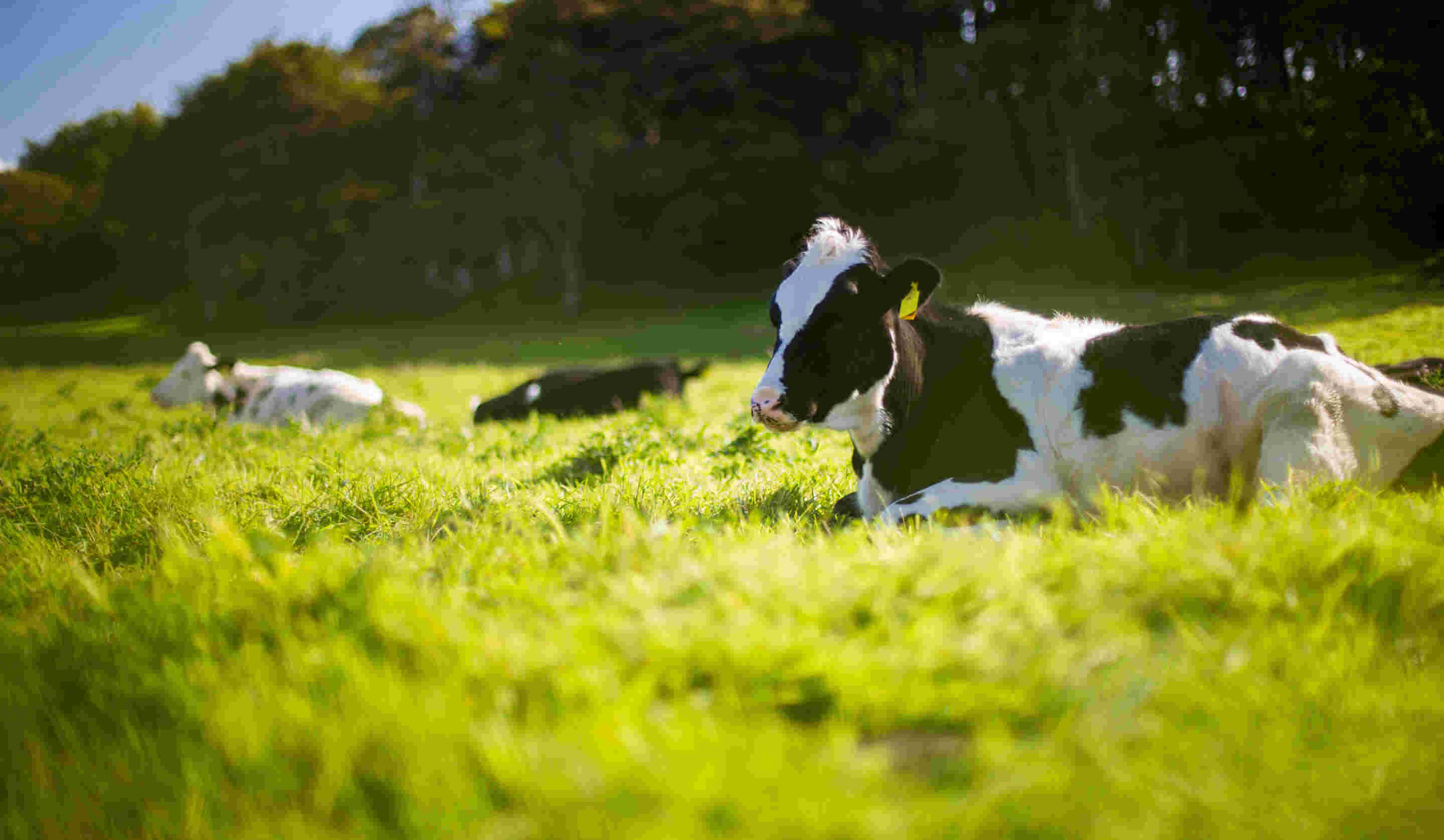 Welcome to Livestock<br>New Zealand