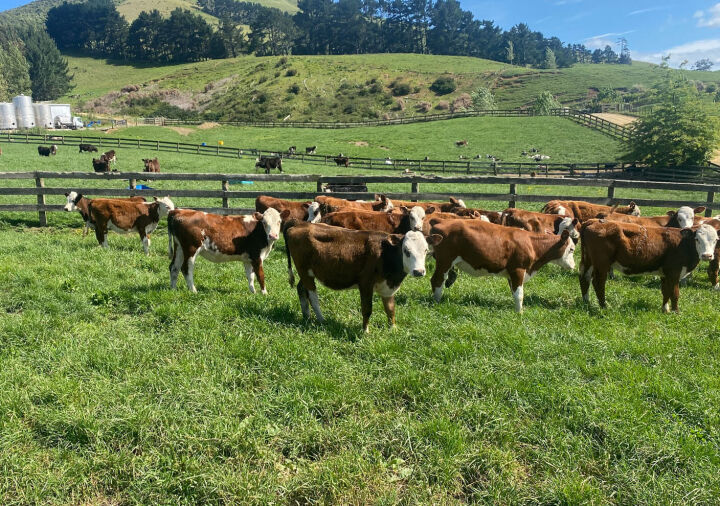 30 Hfd/Frsn x Weaner Heifers