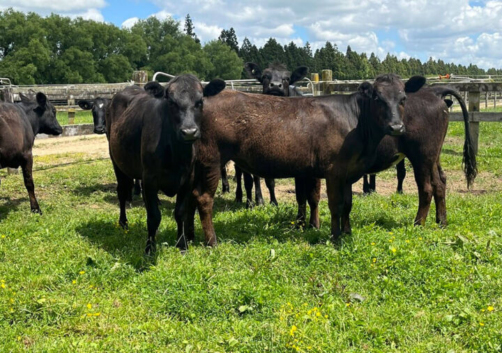 60 Angus & 20 Angus/Hereford X Steers